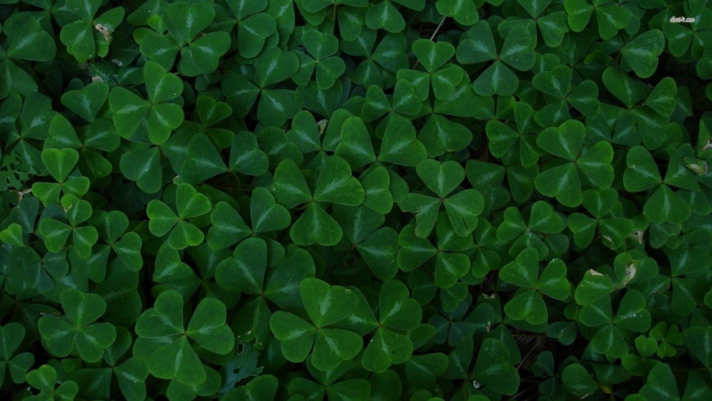 field-clover.jpg