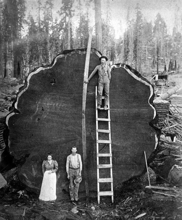 a-giant-sequoia-log-sequoia-national-park-california-c1910.jpg
