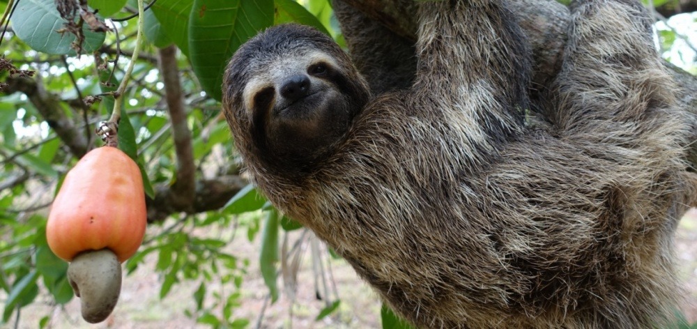what-is-a-sloth-banner.jpg