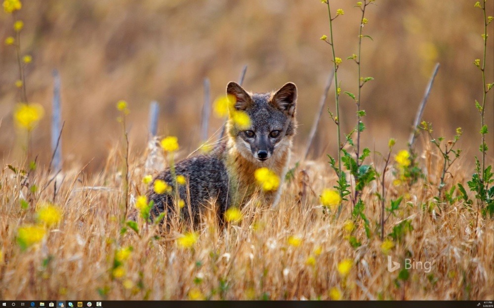BingDesktop.jpg
