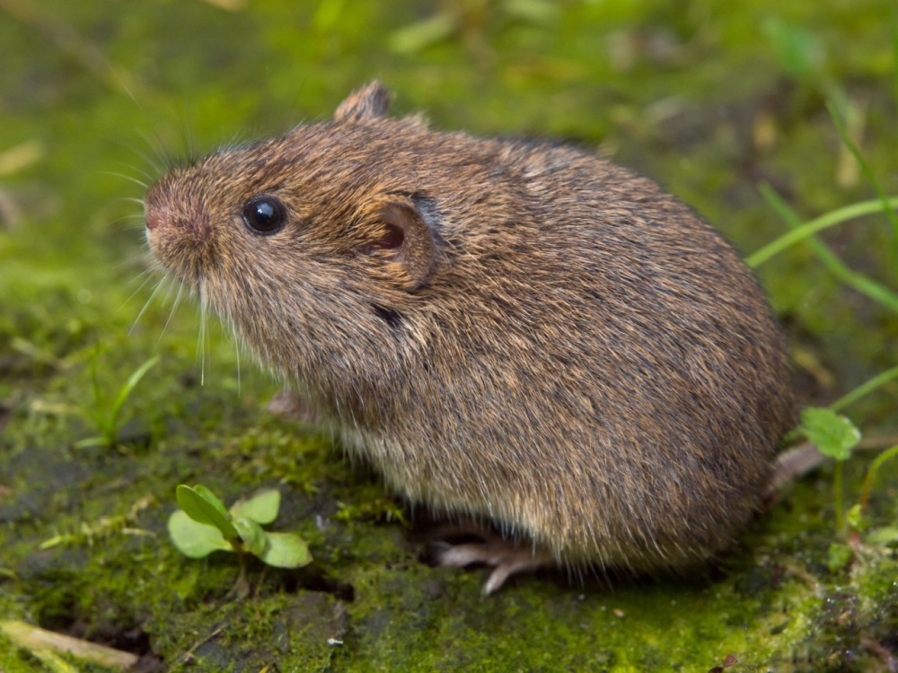 Voles-Thinkstock.jpg