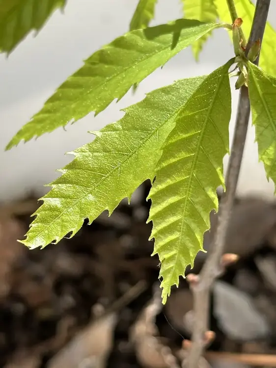 American Chestnut Sapling 003.webp